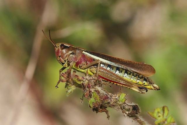 insect farming